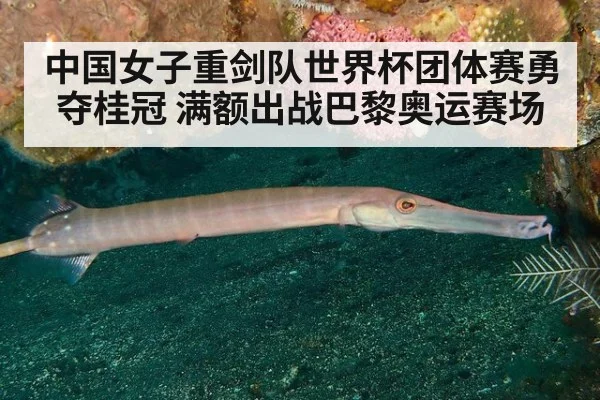 中国女子重剑队世界杯团体赛勇夺桂冠 满额出战巴黎奥运赛场