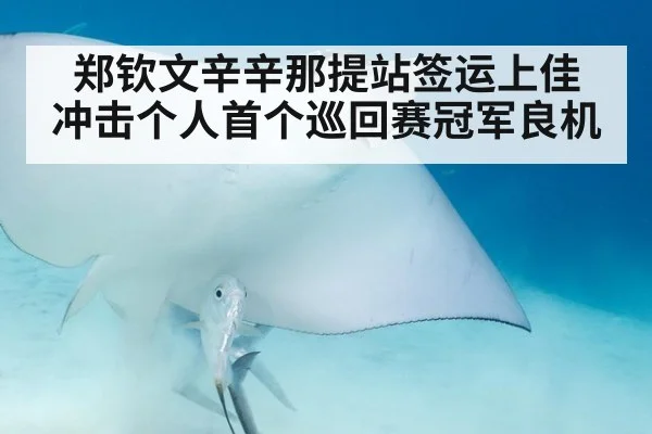 郑钦文辛辛那提站签运上佳 冲击个人首个巡回赛冠军良机